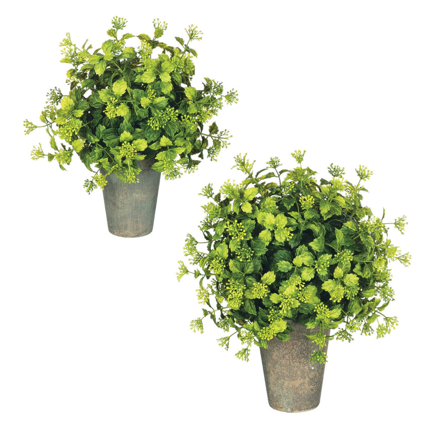 Large Boxwood Topiary