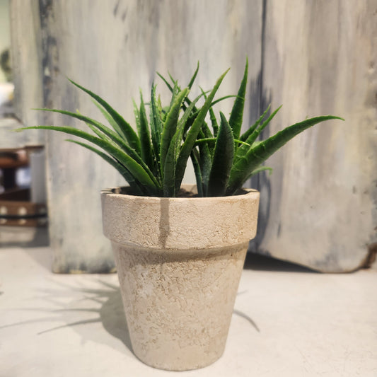 Potted Succulent
