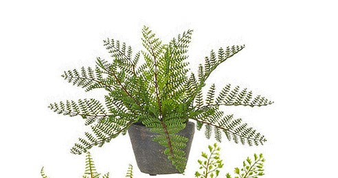 Fern in Pot