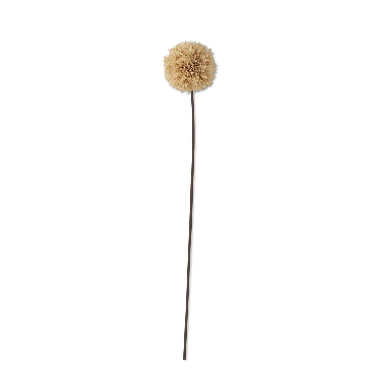 Tan Allium Stem