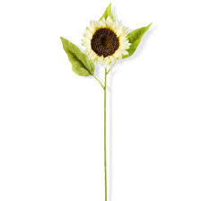 Cream Sunflower Stem