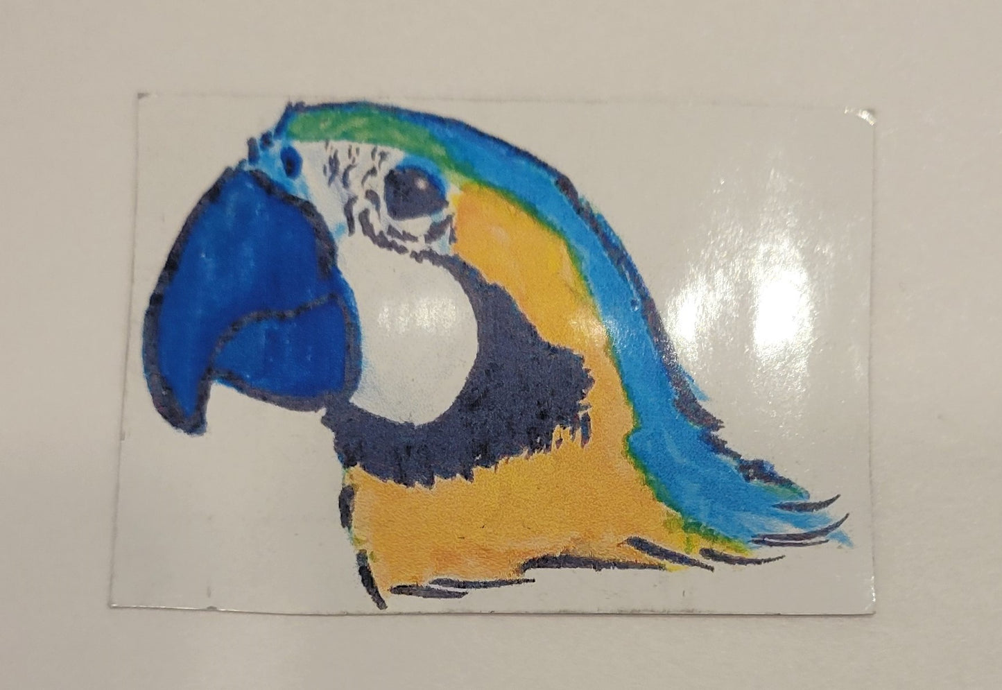 Macaw Sticker