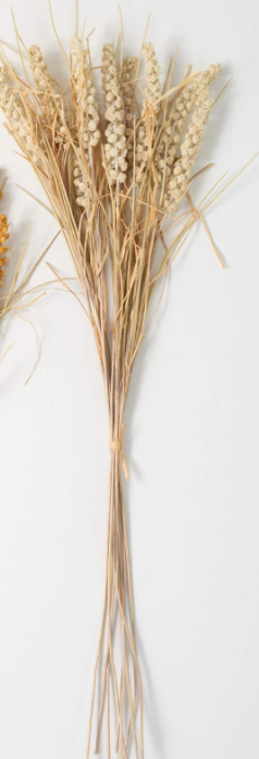 Cream Dried Wheat Bush