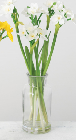 White Daffodil Glass Vase Arrangement