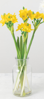 Yellow Daffodil Glass Vase Arrangement