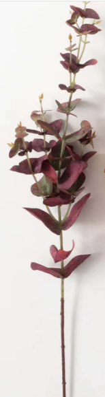 Fall Red Eucalyptus Stem