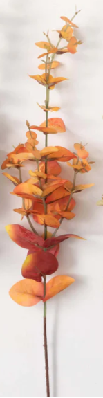 Fall Orange Eucalyptus Stem