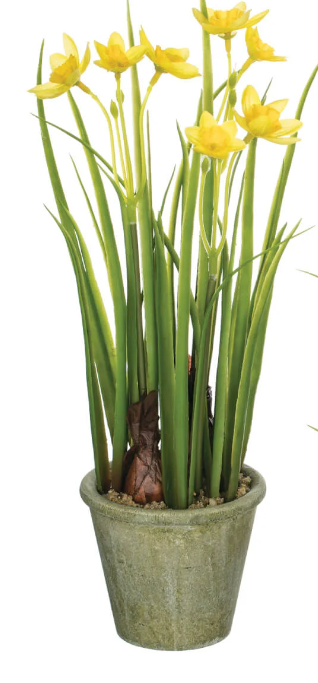 Yellow Daffodils in Paper Pot