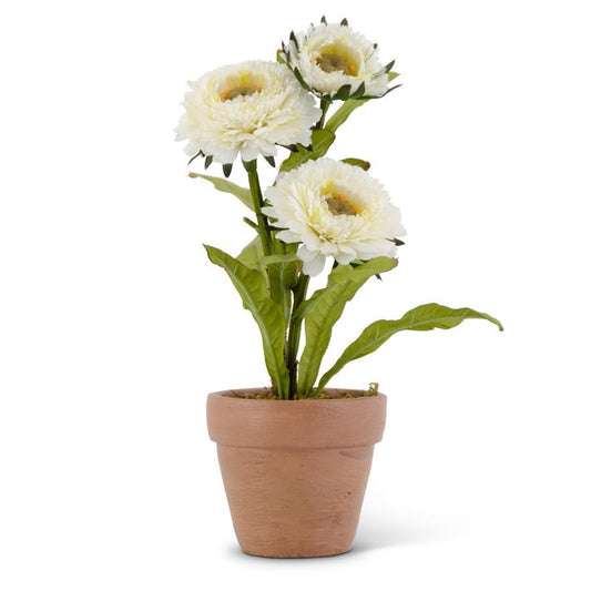 White Potted Zinnia