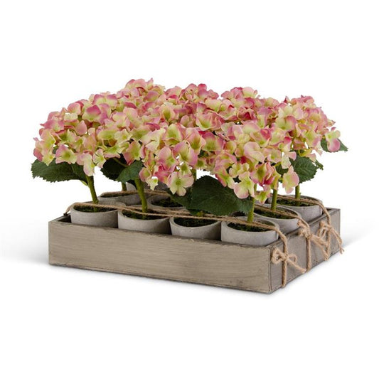 Pink & Green Potted Hydrangea