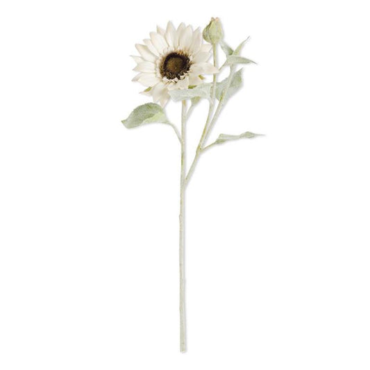 White Bloom Sunflower