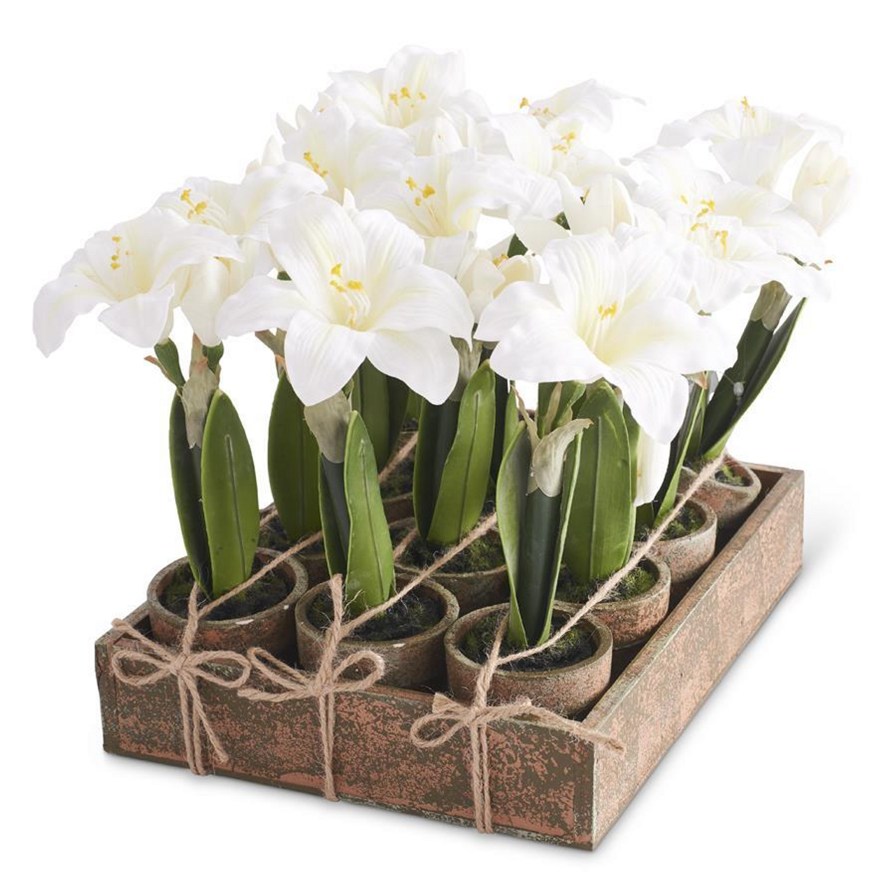 White Potted Amaryllis