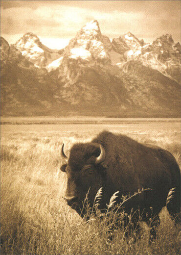 Bison Blank Note Card